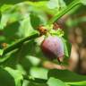 Fotografia 6 da espécie Vaccinium myrtillus do Jardim Botânico UTAD