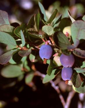 Fotografia 7 da espécie Vaccinium myrtillus no Jardim Botânico UTAD