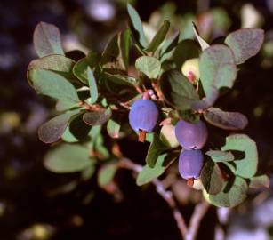 Fotografia da espécie Vaccinium myrtillus