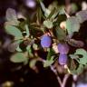 Fotografia 7 da espécie Vaccinium myrtillus do Jardim Botânico UTAD