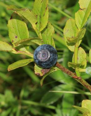 Fotografia 8 da espécie Vaccinium myrtillus no Jardim Botânico UTAD