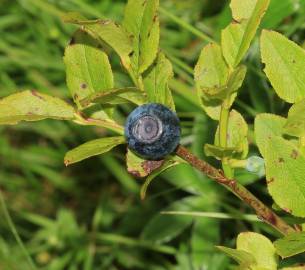 Fotografia da espécie Vaccinium myrtillus