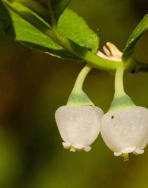 Fotografia 9 da espécie Vaccinium myrtillus no Jardim Botânico UTAD