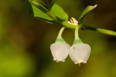 Fotografia da espécie Vaccinium myrtillus