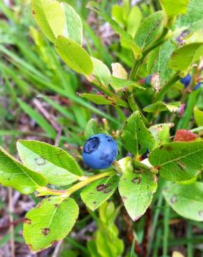 Fotografia 10 da espécie Vaccinium myrtillus no Jardim Botânico UTAD