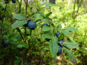 Fotografia da espécie Vaccinium myrtillus