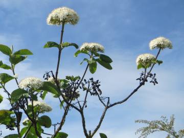 Fotografia da espécie Viburnum lantana