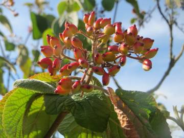 Fotografia da espécie Viburnum lantana