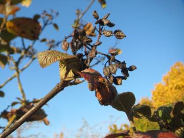 Fotografia da espécie Viburnum lantana