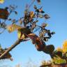 Fotografia 5 da espécie Viburnum lantana do Jardim Botânico UTAD