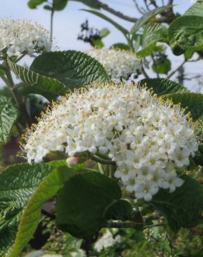 Fotografia 6 da espécie Viburnum lantana no Jardim Botânico UTAD