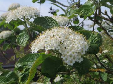 Fotografia da espécie Viburnum lantana