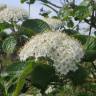 Fotografia 6 da espécie Viburnum lantana do Jardim Botânico UTAD