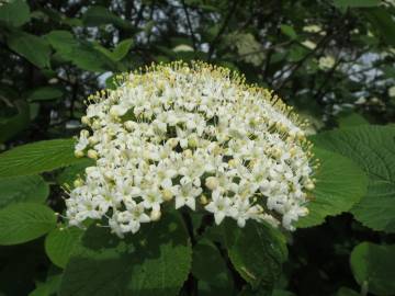 Fotografia da espécie Viburnum lantana