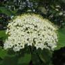 Fotografia 7 da espécie Viburnum lantana do Jardim Botânico UTAD