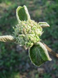 Fotografia da espécie Viburnum lantana