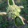 Fotografia 8 da espécie Viburnum lantana do Jardim Botânico UTAD