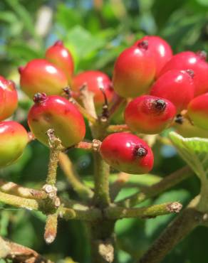 Fotografia 10 da espécie Viburnum lantana no Jardim Botânico UTAD