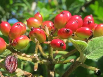 Fotografia da espécie Viburnum lantana