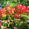 Fotografia 10 da espécie Viburnum lantana do Jardim Botânico UTAD