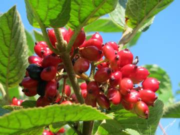 Fotografia da espécie Viburnum lantana