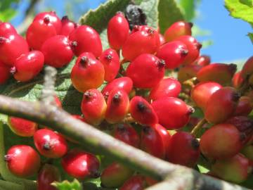 Fotografia da espécie Viburnum lantana