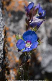 Fotografia da espécie Veronica arvensis