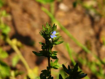 Fotografia da espécie Veronica arvensis