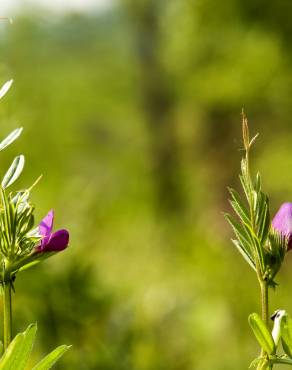 Fotografia 7 da espécie Vicia sativa subesp. nigra no Jardim Botânico UTAD