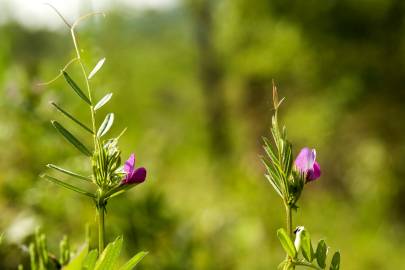 Fotografia da espécie Vicia sativa subesp. nigra