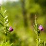 Fotografia 7 da espécie Vicia sativa subesp. nigra do Jardim Botânico UTAD