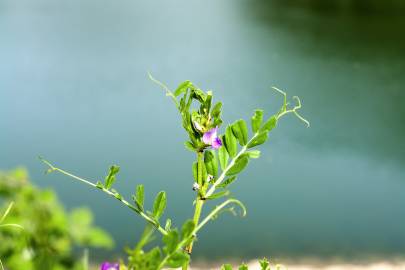 Fotografia da espécie Vicia sativa subesp. nigra