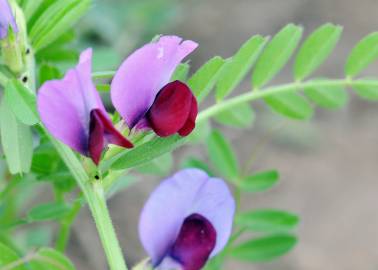 Fotografia da espécie Vicia sativa subesp. nigra