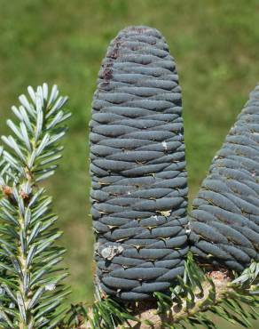 Fotografia 4 da espécie Abies koreana no Jardim Botânico UTAD