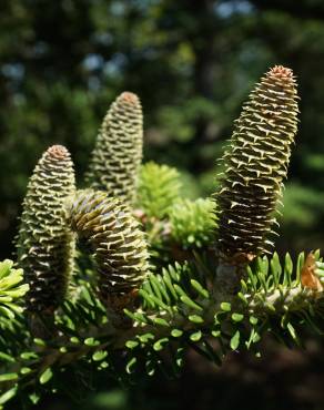 Fotografia 6 da espécie Abies koreana no Jardim Botânico UTAD