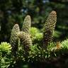 Fotografia 6 da espécie Abies koreana do Jardim Botânico UTAD