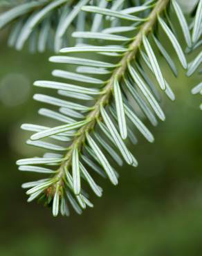 Fotografia 7 da espécie Abies koreana no Jardim Botânico UTAD