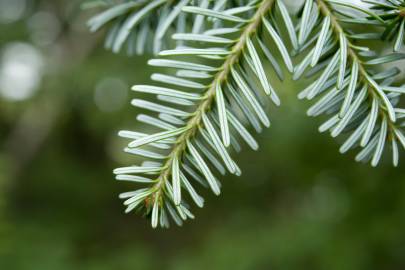 Fotografia da espécie Abies koreana