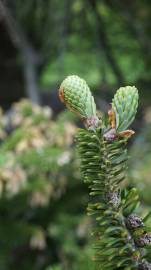 Fotografia da espécie Abies koreana