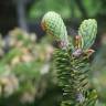 Fotografia 9 da espécie Abies koreana do Jardim Botânico UTAD