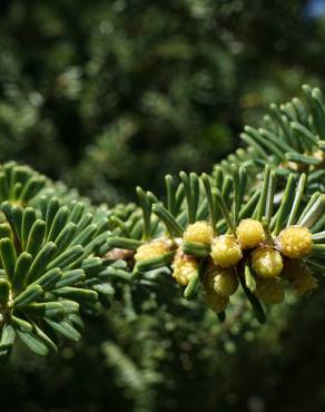 Fotografia 10 da espécie Abies koreana no Jardim Botânico UTAD