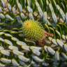 Fotografia 11 da espécie Abies koreana do Jardim Botânico UTAD