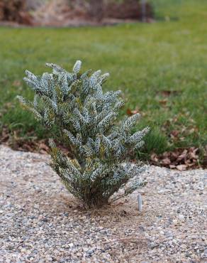 Fotografia 12 da espécie Abies koreana no Jardim Botânico UTAD