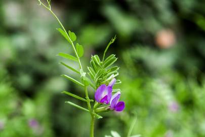 Fotografia da espécie Vicia sativa subesp. nigra