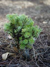 Fotografia da espécie Abies koreana