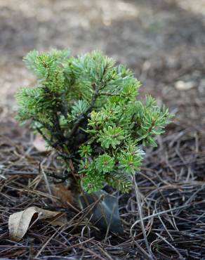 Fotografia 13 da espécie Abies koreana no Jardim Botânico UTAD