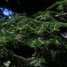Fotografia 4 da espécie Abies grandis do Jardim Botânico UTAD