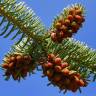 Fotografia 1 da espécie Abies nordmanniana do Jardim Botânico UTAD