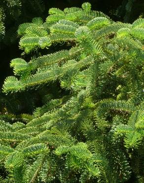 Fotografia 8 da espécie Abies nordmanniana no Jardim Botânico UTAD