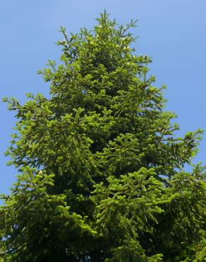 Fotografia 9 da espécie Abies nordmanniana no Jardim Botânico UTAD